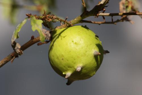 Réf. 210 829 : Andricus quercustozae